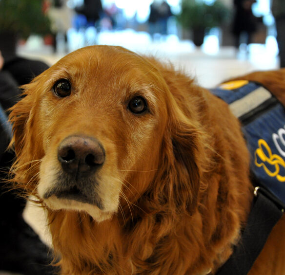 COPE Service Dog Ruby
