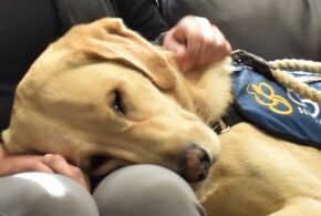 facility dog moose with partner tanya