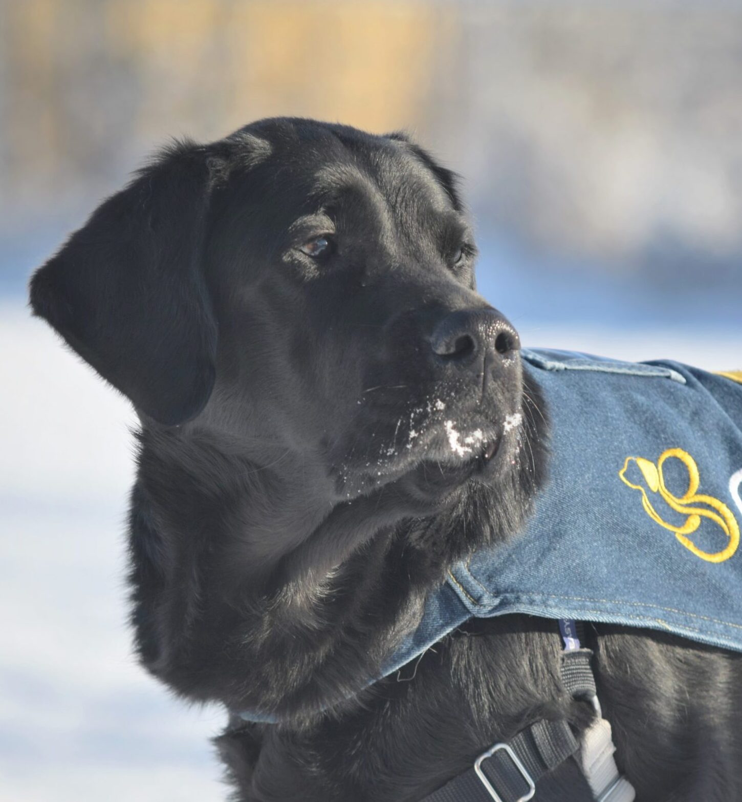 black lab velvet in vest
