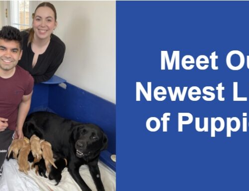 Our Newest Litter is Pure “Magic”