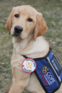 Noelle COPE Service dog Noelle in a training vest