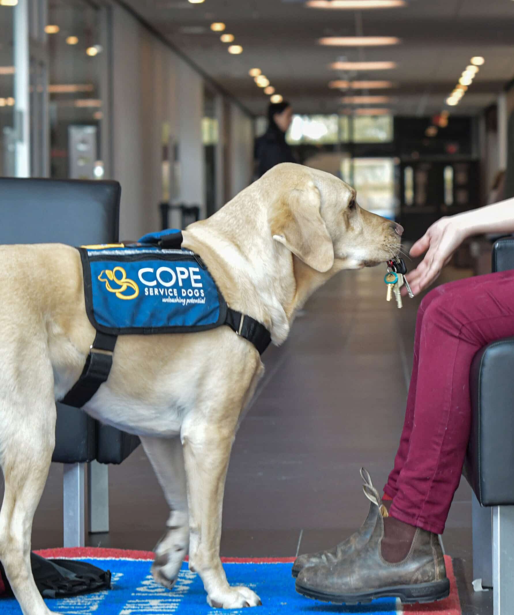 850_7083-scaled (1) Working Service dog handing keys