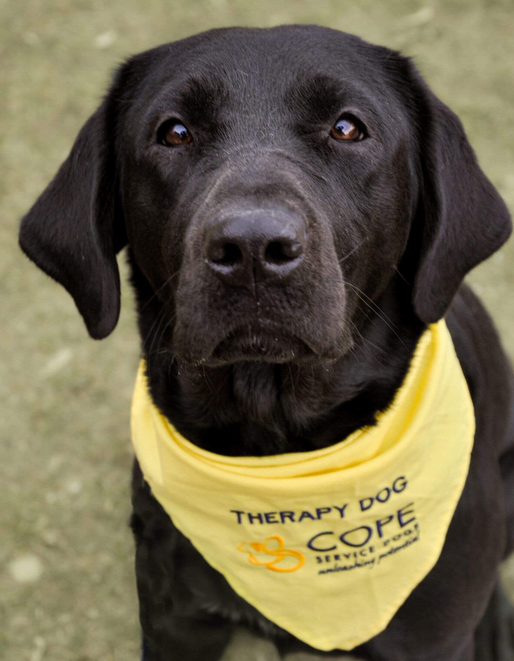 black dog with community canines bandana