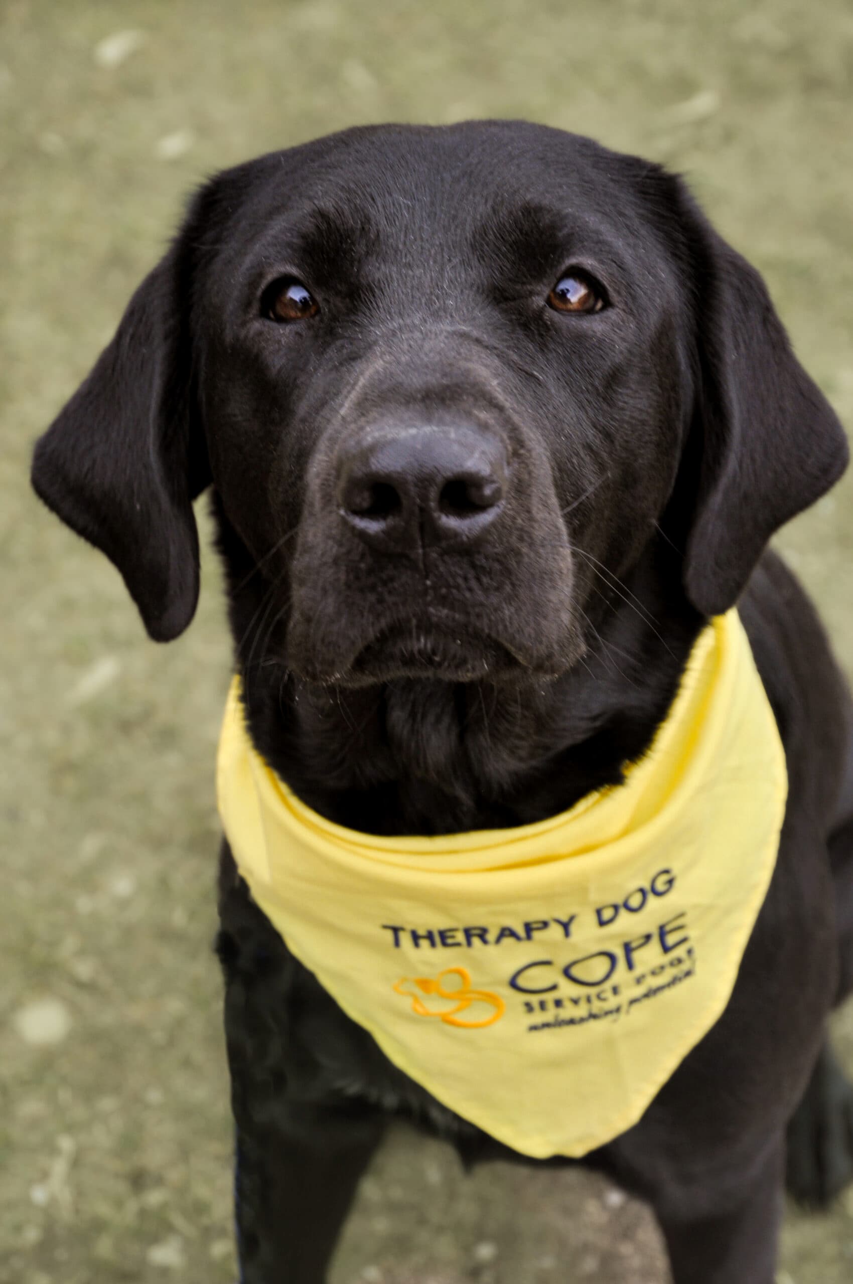 black dog with community canines bandana